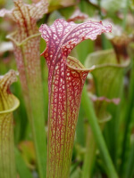 S.x Moorei -- Very large, Norman Parker(H92,MK)