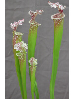 SL97 (S. leucophylla -- Franklin County A X B) x SXM31 S.x Moorei -- `Adrian Slack’ clb - 3025