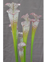 SL19 S. leucophylla -- Green and white tube x SL79 S.“Bocaza” - 3026