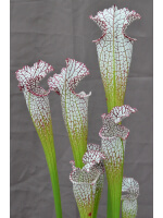 SL19 S. leucophylla -- Green and white tube x SL79 S.“Bocaza” - 3027