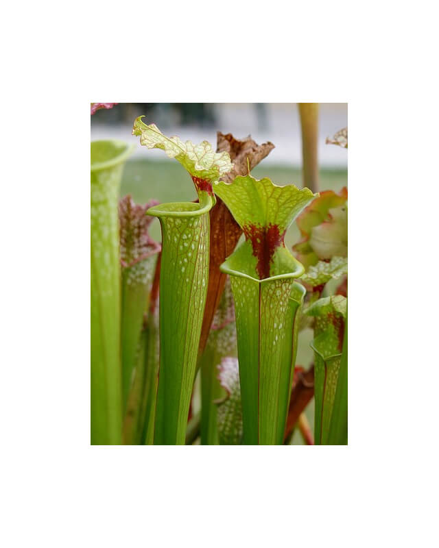 S.x Moorei -- Wilkerson moorei clone 1, Bay Co. FL (W) Brooks Garcia 2006(H155,MK)