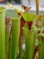 S.x Moorei -- Wilkerson moorei clone 1, Bay Co. FL (W) Brooks Garcia 2006(H155,MK)