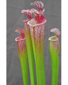 SL13 S. leucophylla -- large pink lipped,Apalachicola  x  SXM63 S.x Moorei -- ‘’Elizabeth Aydon’’, (H193,MK)