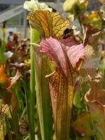 S.x Moorei -- Plant has a coppery top, likely a cross involving flava var.cuprea (H90 MK)