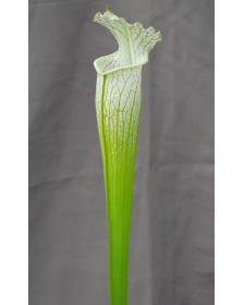 SL36 S. leucophylla --...