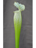 SL36 S. leucophylla -- Tall, Pink Lip x SXM48 S.x Moorei -- S. flava rubricorpora x leucophylla clb - 3043