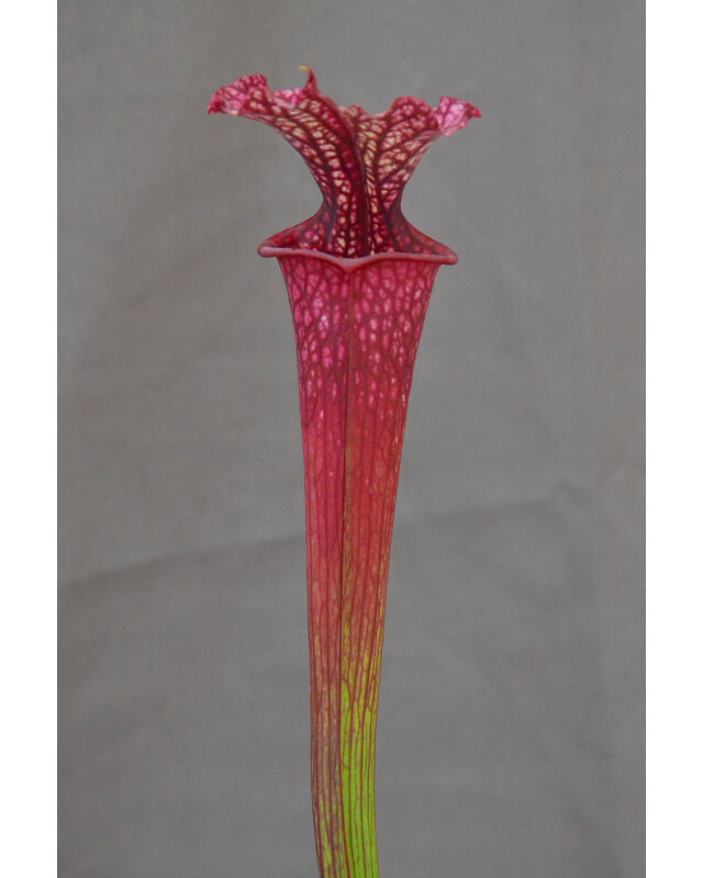 SL04 S. leucophylla -- helmut´s Delight x S. flava var. ornata  "Horyna"-Hybrides Cédric Carnivore's