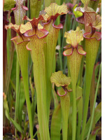 SF010 S. flava var. ornata -- solid red throat (MK F88) x SXM61 S.x Moorei -- “Timothy King” cl2 - 3078