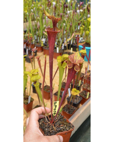 Sarracenia flava var....