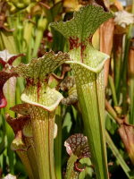 S.x Moorei -- Florida, W, S. flava var. rugelii x leucophylla (H34 MK)