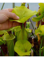 Sarracenia flava – Stoky, medium veins, large lid eastern apalachicola - 3091