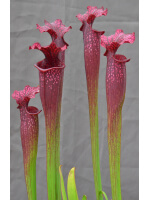 Sarracenia x Moorei -- Sx112h  selected from L18 MK x F88MK, clone h - 3095