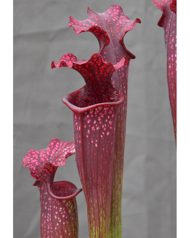 Sarracenia x Moorei (5)