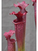 Sarracenia x Moorei -- Sx112h  selected from L18 MK x F88MK, clone h - 3096
