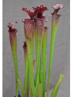 Sarracenia x Moorei -- Sx112G selected from L18 MK x F88MK, clone g - 3097