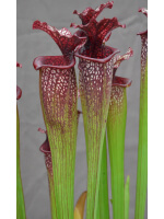 Sarracenia x Moorei -- Sx112G selected from L18 MK x F88MK, clone g - 3098