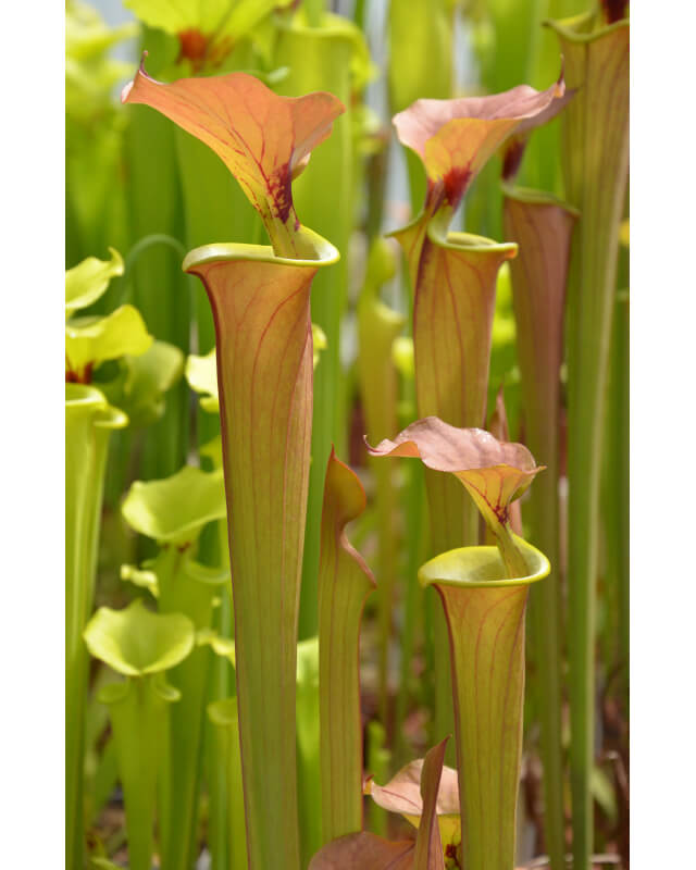 Sarracenia flava var. cuprea -- Exum, North Carolina, (W), (F131B MK)-var. cuprea