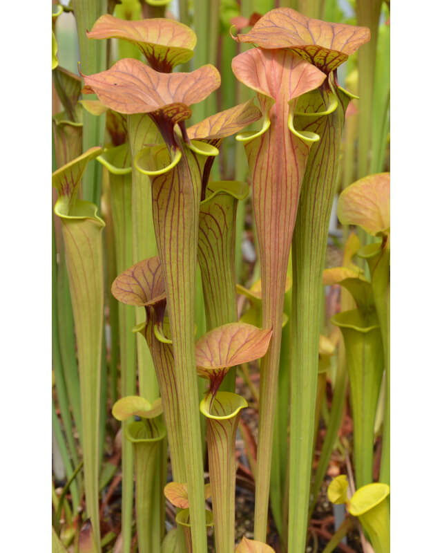 Sarracenia flava var. cuprea -- Botanique (BB) 2006 (F231 MK)-var. cuprea
