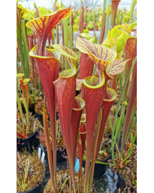 Sarracenia flava var....