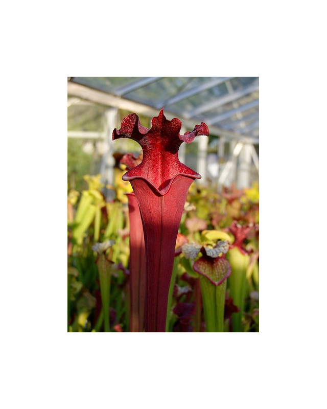 S.x Moorei -- ‘Royal Ruby’