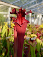 S.x Moorei -- ‘Royal Ruby’