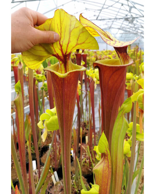 Sarracenia flava var. rubricorpora -- Giant red tube,Apalachicola,W,(AH)(F23,MK)-var. rubricorpora