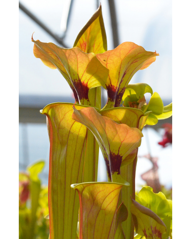 Sarracenia flava var. cuprea -- very large form, Phil Sheridan x SXM31 ...