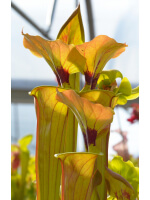 Sarracenia flava var. cuprea -- very large form, Phil Sheridan x SXM31 S.x Moorei -- `Adrian Slack' - 3111