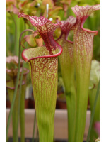 Sarracenia x Moorei -- ‘’Elizabeth Aydon’’, (H193,MK) - 3112