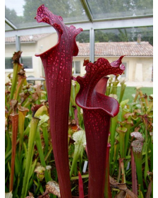 S.x Moorei -- ‘Royal Ruby’
