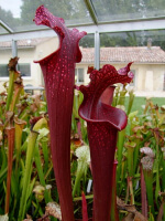 S.x Moorei -- ‘Royal Ruby’