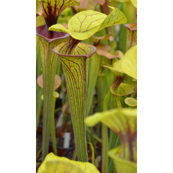 Sarracenia flava var. ornata -- Pender Co,North Carolina,W ( F78 MK)-var. ornata