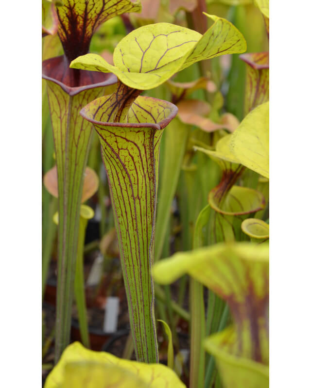 Sarracenia flava var. ornata -- Pender Co,North Carolina,W ( F78 MK)-var. ornata