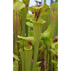 Sarracenia flava var. ornata -- elegant pitchers penciled in red, Marston Exotics 1992(F127,MK)-var. ornata