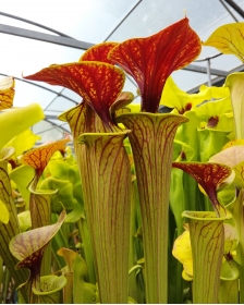 Sarracenia flava var....