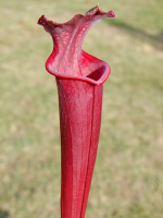 S.x Moorei -- Red mixed clone