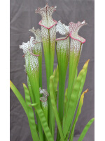 Sarracenia x Moorei -- Wilkerson's white knight  x S.x Moorei -- Wilkerson's red, clone f - 3145