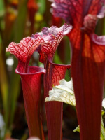 S.x Moorei -- (leucophylla "purple lips" x flava rubricorpora) (Phil Faulisi hybrid)