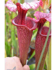 Sarracenia x Moorei -- Sx112E  selected from L18 MK x F88MK, clone e