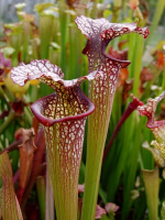 S.x Moorei -- (leucophylla "purple lips" x flava cuprea) (Phil Faulisi hybrid)