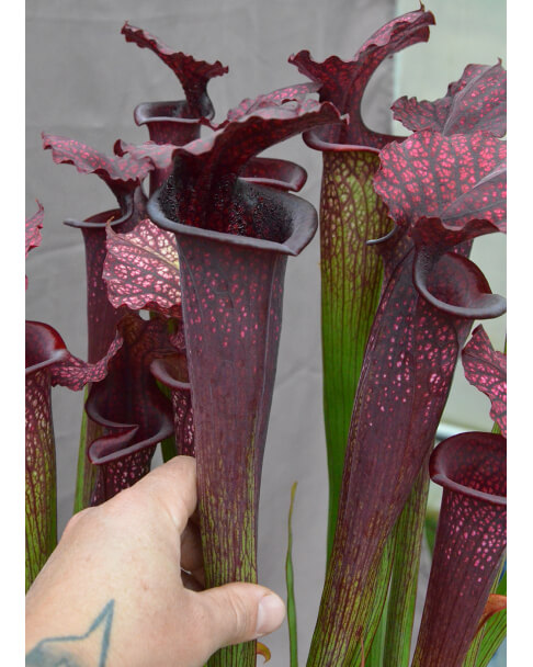 Sarracenia 'Vintner's Treasure'
