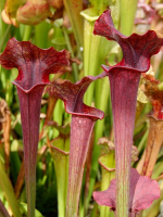 S.x Moorei -- "Luben's Red"