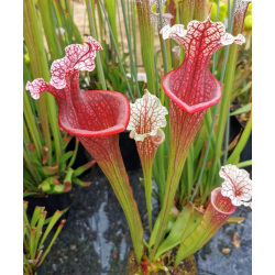 Sarracenia x 'Stanya'-Sarracenia hybrides
