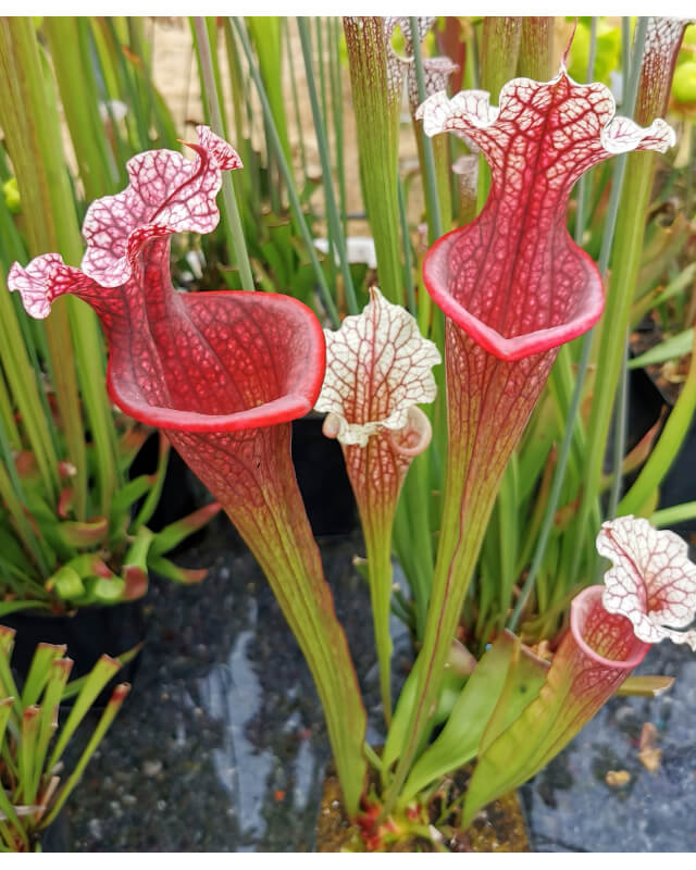 Sarracenia x Přemysl Otakar x Sarracenia x moorei 'adrian slack' clone 10 (M. Srba)-Sarracenia hybrides