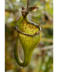 Nepenthes eymae BE-3736