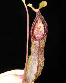 Népenthes singalana x...