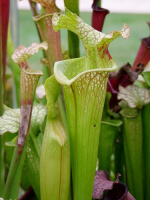 S.x Moorei -- 1, Sunbelle exotics usa