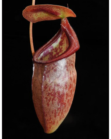 Nepenthes singalana x tenuis BE-3988