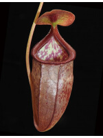 Nepenthes singalana x tenuis BE-3988 - 3194
