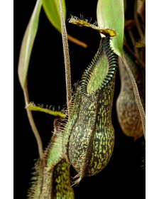 Nepenthes hamata ‘ Gng....